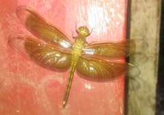 Neurothemis ramburii