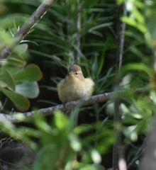 Phylloscopus canariensis