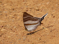 Papilionoidea