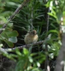 Phylloscopus canariensis