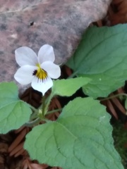 Viola ocellata