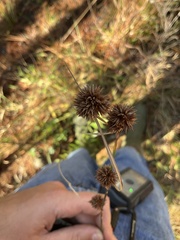 Rhynchospora cephalantha