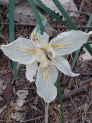 Iris fernaldii