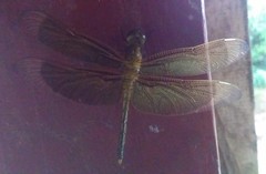 Neurothemis ramburii