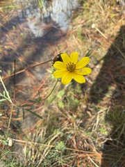 Bidens mitis