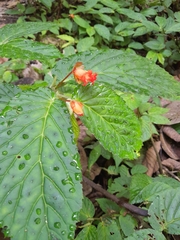 Begonia longirostris