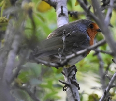 Erithacus rubecula marionae