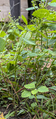 Euphorbia graminea