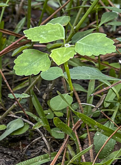 Euphorbia graminea