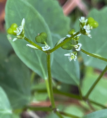 Euphorbia graminea