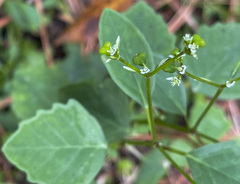 Euphorbia graminea