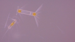 Corethron pennatum