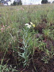Lithospermum cobrense