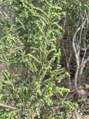 Thymelaea hirsuta