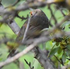 Erithacus rubecula marionae
