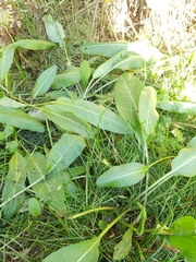 Rumex crispus
