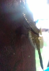 Neurothemis ramburii