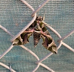 Daphnis nerii