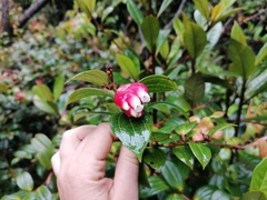 Cavendishia bracteata