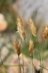 Geochloa