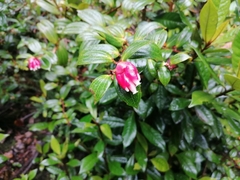 Cavendishia bracteata