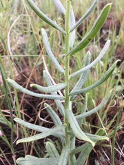 Lithospermum cobrense