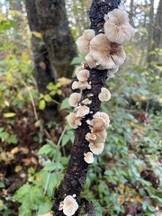 Crepidotus variabilis