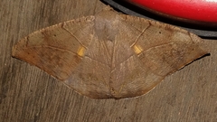 Oxydia trychiata