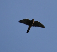 Falco tinnunculus canariensis