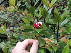 Cavendishia bracteata