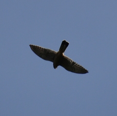 Falco tinnunculus canariensis