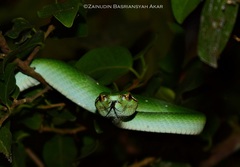 Tropidolaemus subannulatus