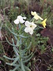 Lithospermum cobrense