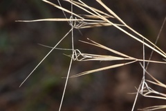 Aristida desmantha