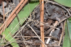 Aristida desmantha