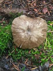 Entoloma longistriatum