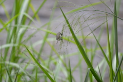 Sporophila