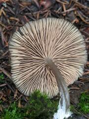 Entoloma longistriatum