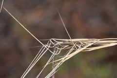 Aristida desmantha