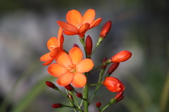 Pillansia templemannii