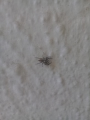 Menemerus bivittatus