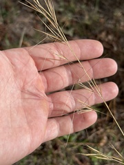 Aristida desmantha