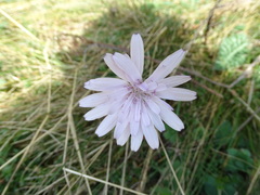 Scorzonera purpurea