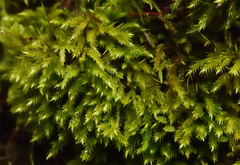 Homalothecium fulgescens