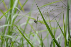 Sporophila