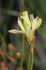 Moraea neglecta