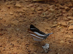 Papilionoidea