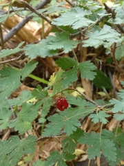 Ribes montigenum