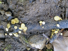 Hymenoscyphus calyculus