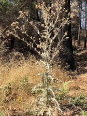 Cirsium douglasii douglasii